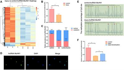 ADSCs Promote Tenocyte Proliferation by Reducing the Methylation Level of lncRNA Morf4l1 in Tendon Injury